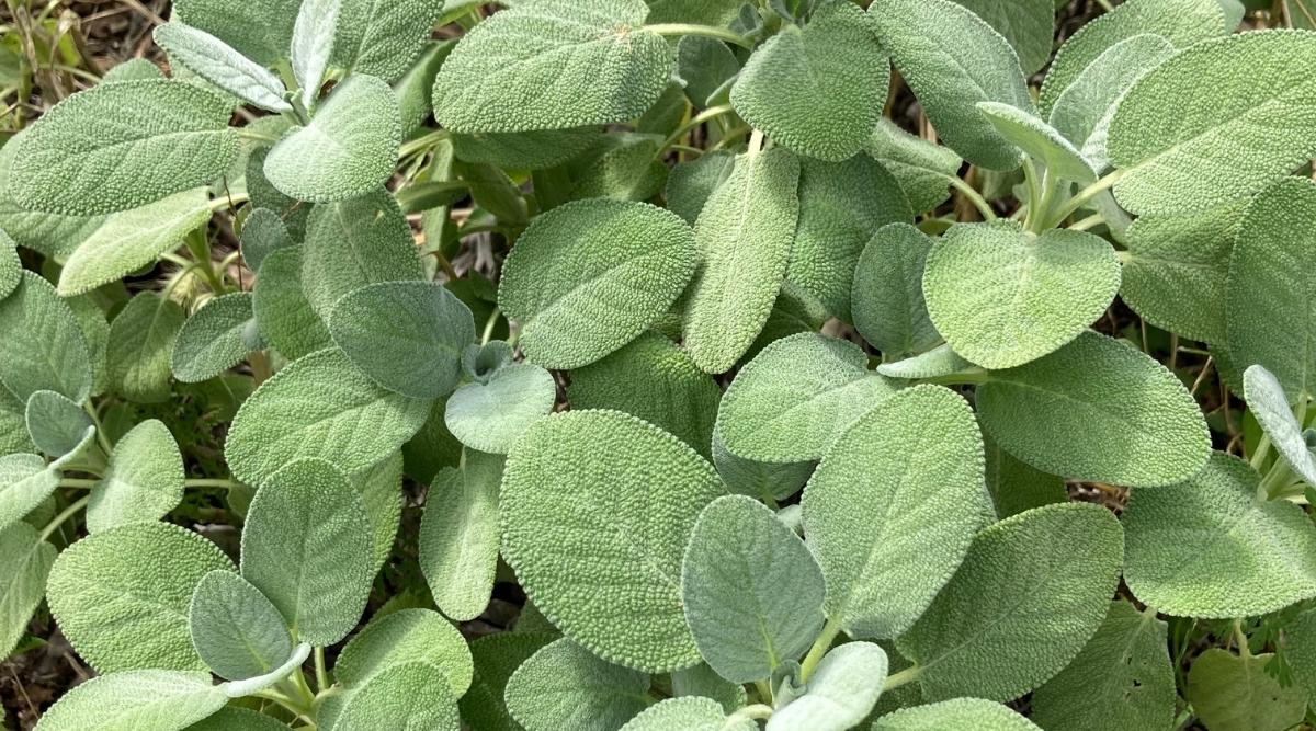 Feng Shui Rumah Mengenal Astrologi Cina KISMET.ID