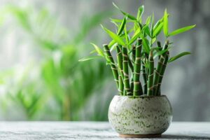 Tanaman feng shui lucky bamboo